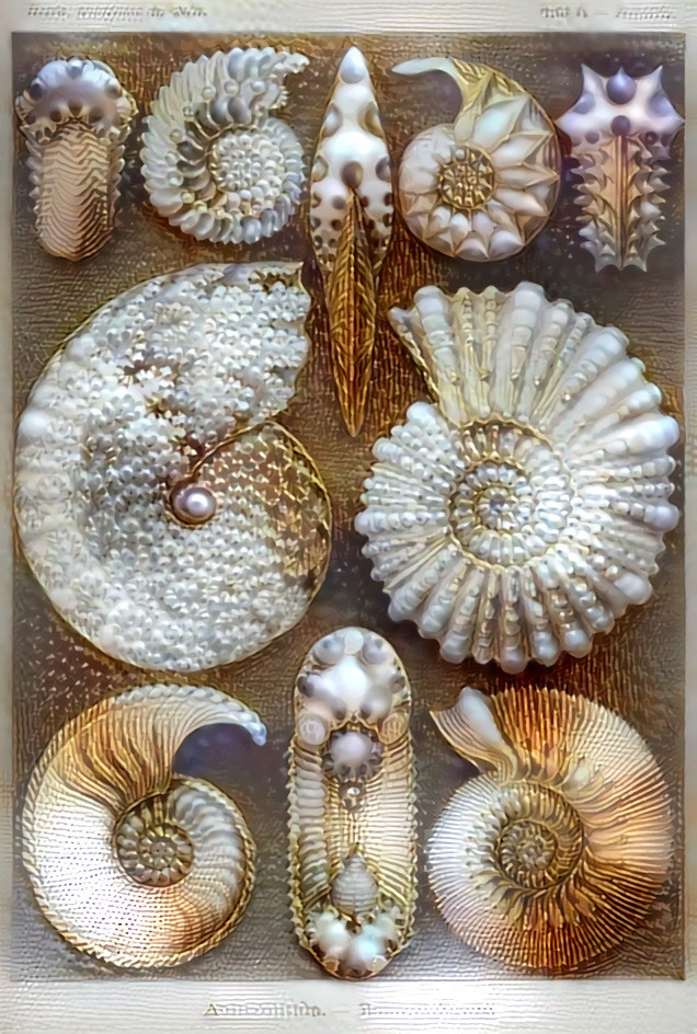 Ammoniten.XXIII