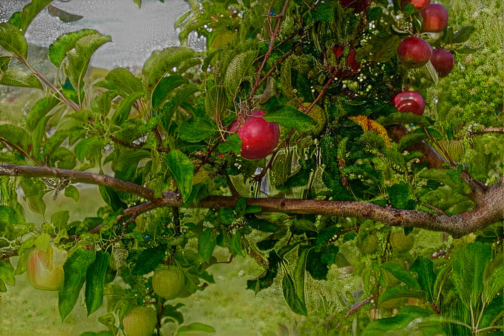 Hybrid Apple Tree, Sweden Hills, Maine