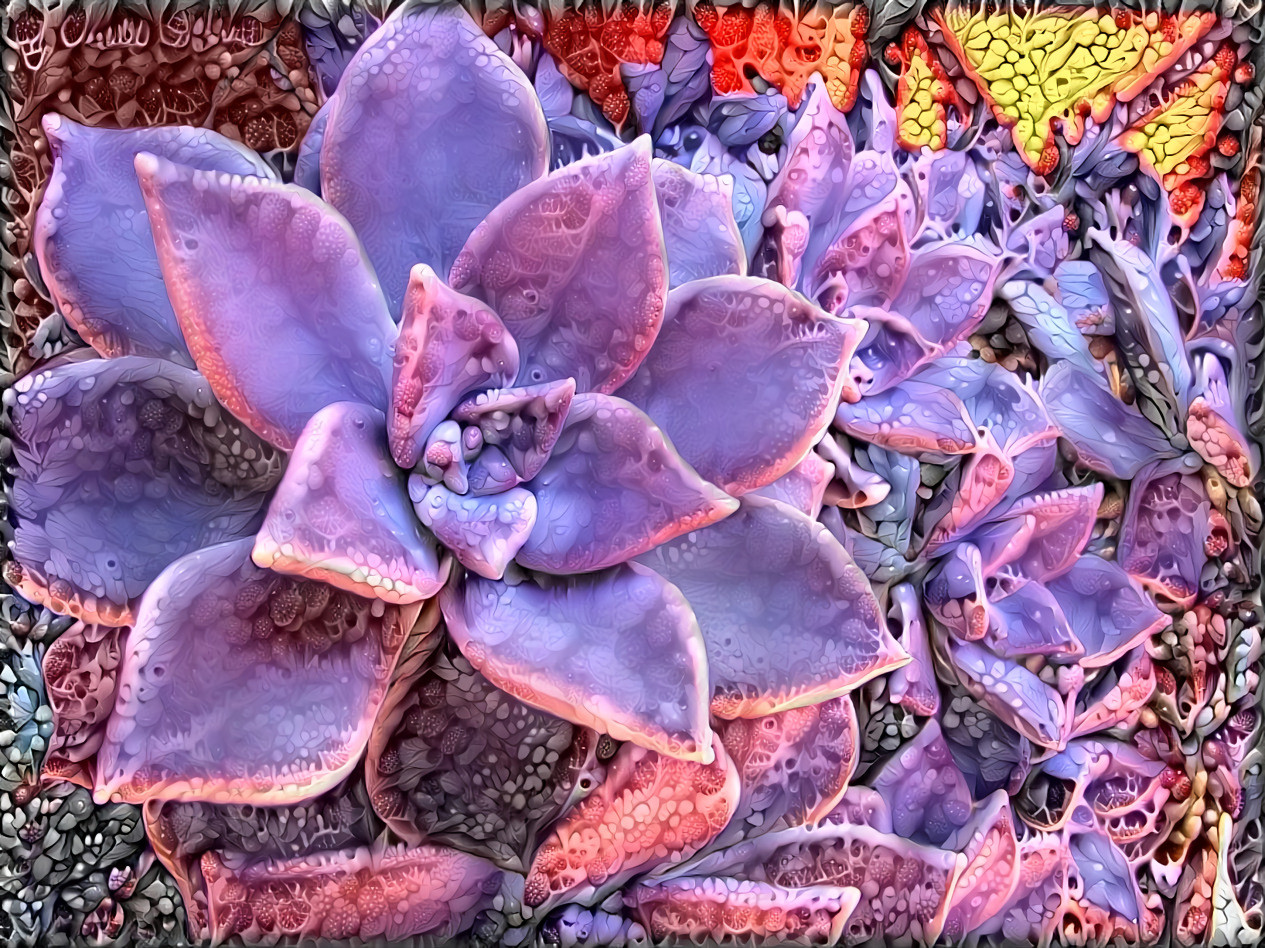 Purple Succulent
