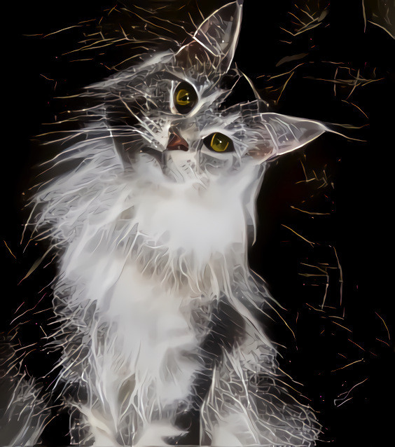 Sparkling Maine Coon