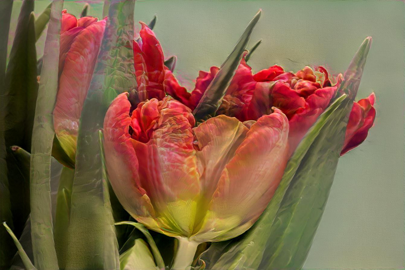 Pink and Red Tulips