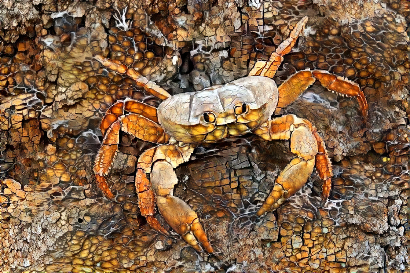 Rocky the Land Crab