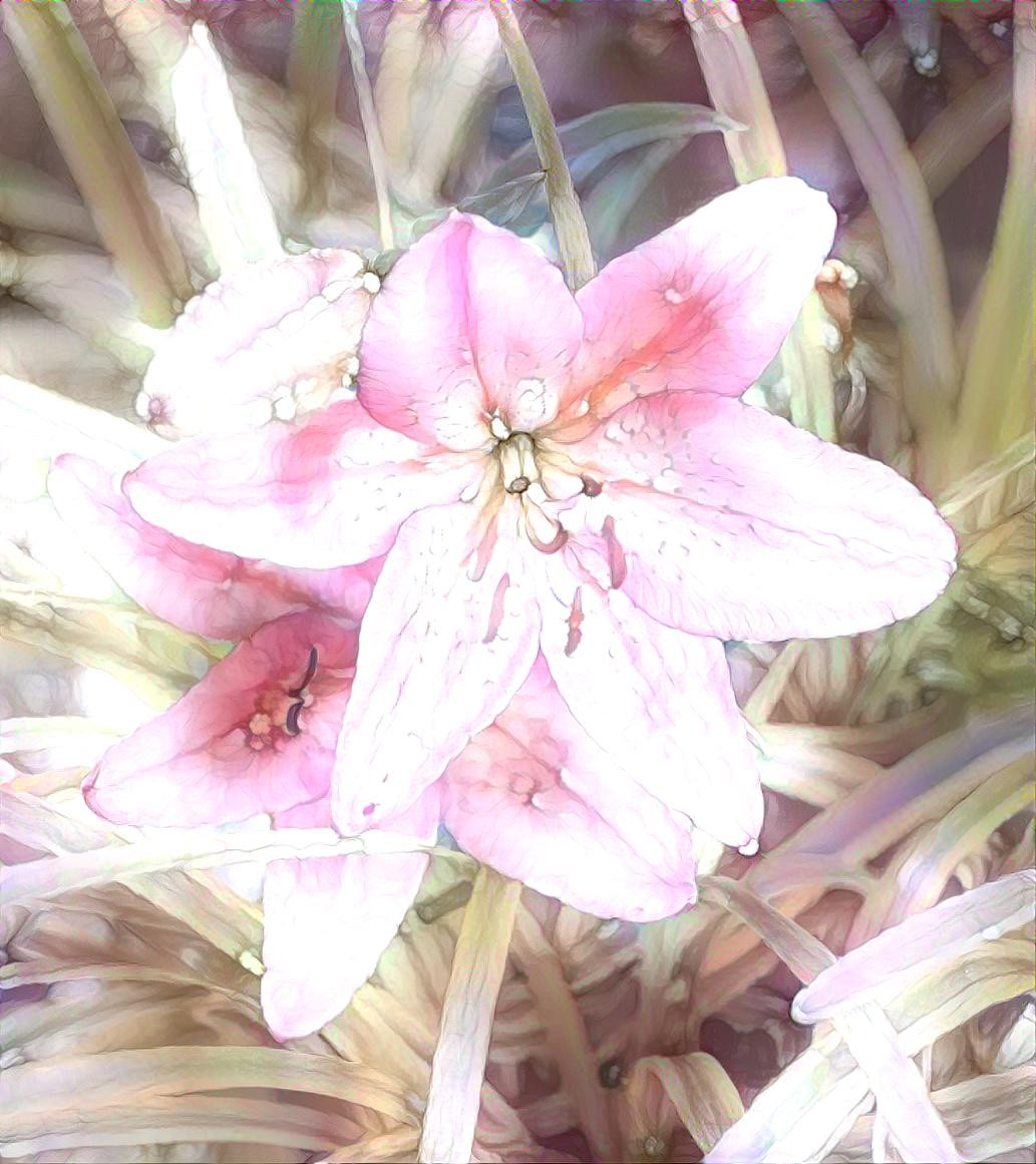 Pale Flower of Pink