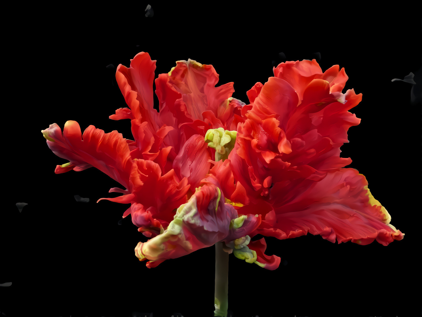 Parrot Tulip Red Rococo
