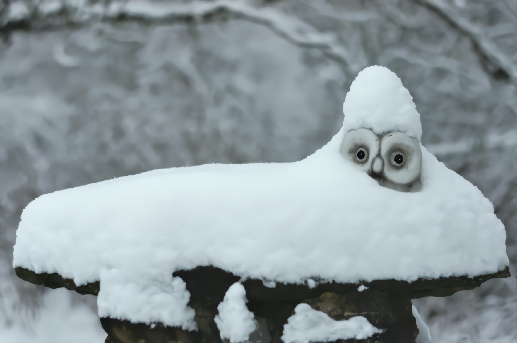 Snowy Owl??