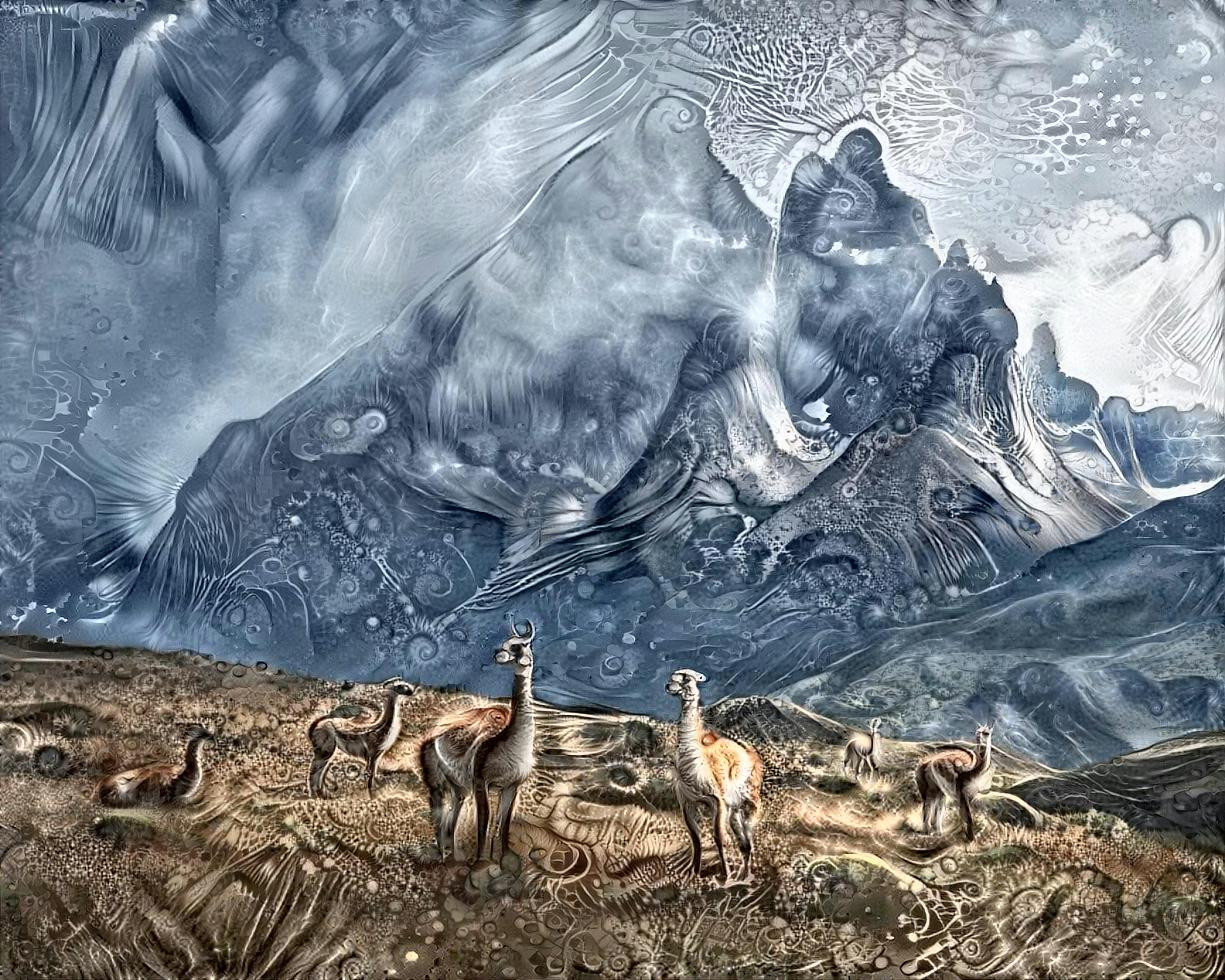 lamas in patagonia 
