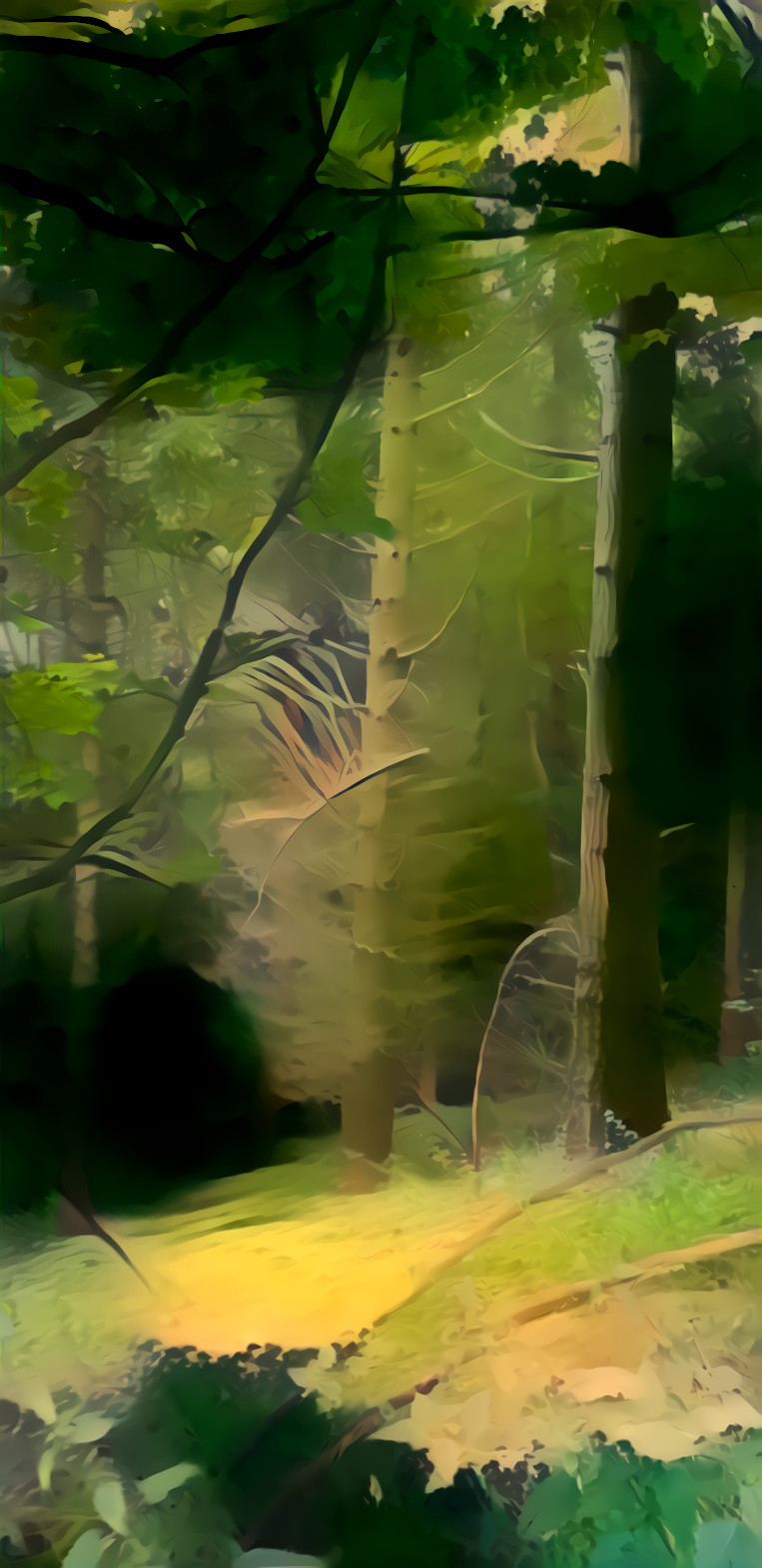 A solitary birch