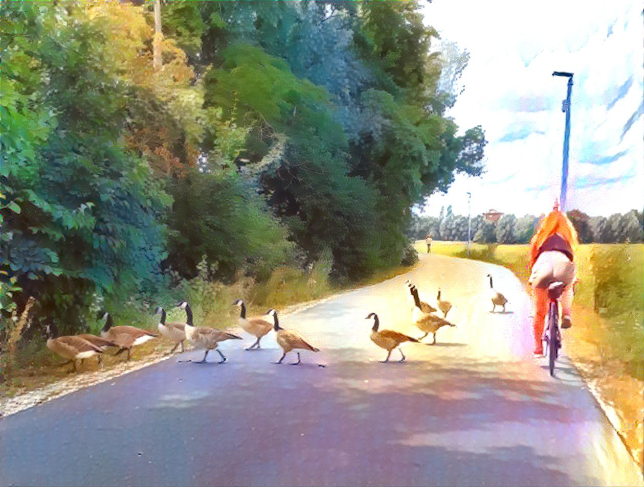 cool geese crossing