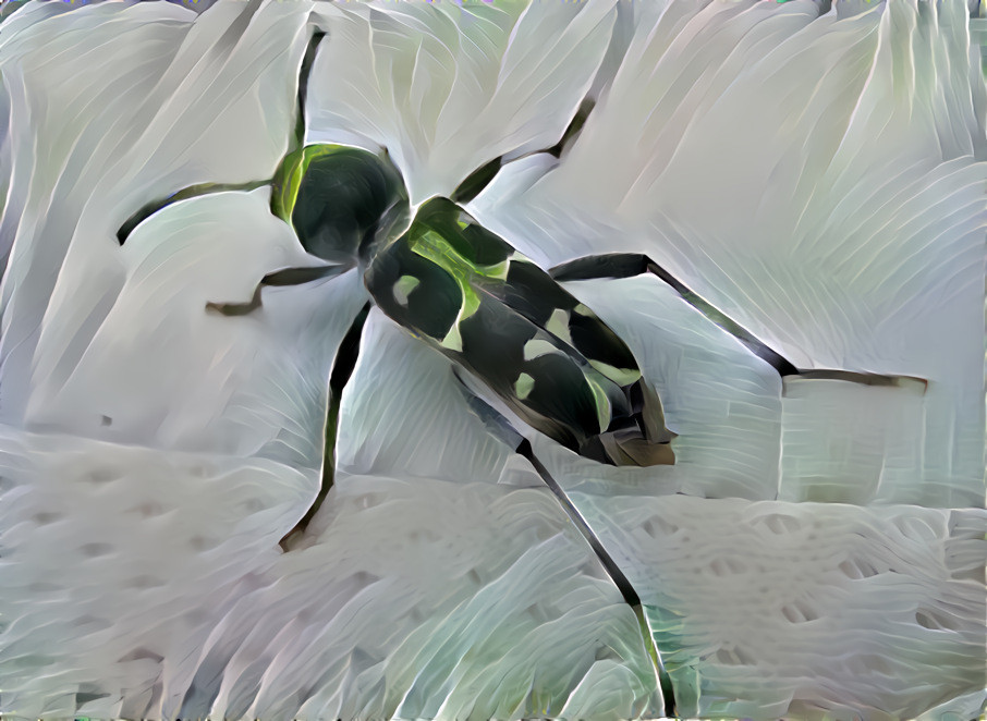 beetle #6