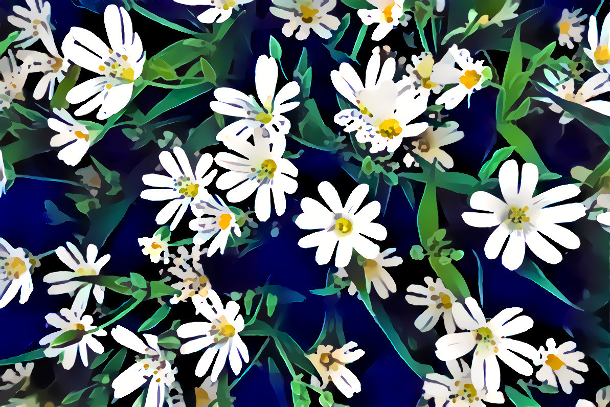 Stellaria 5 daisies 5 50_100