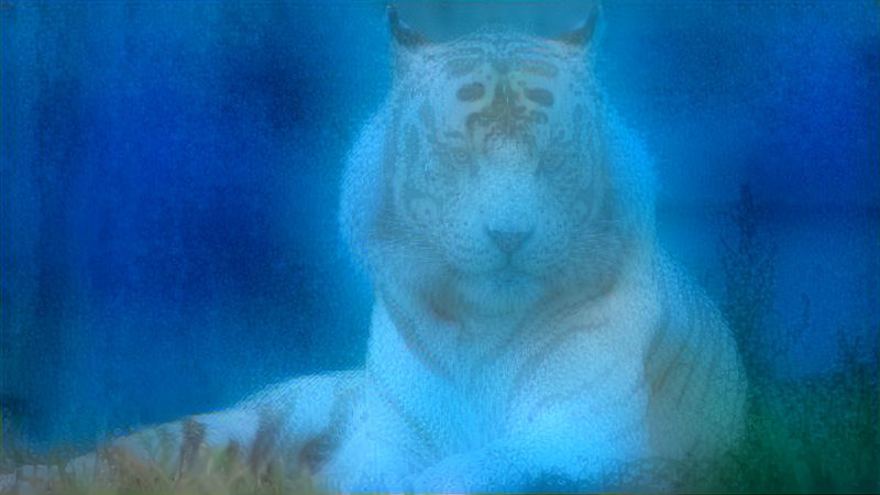The white Tiger