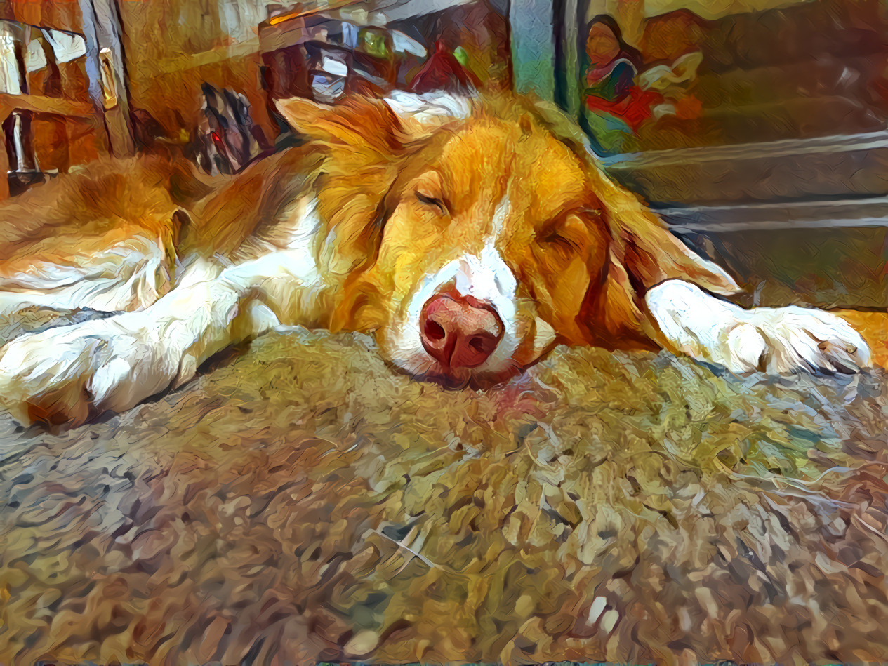 Dog Snoozing