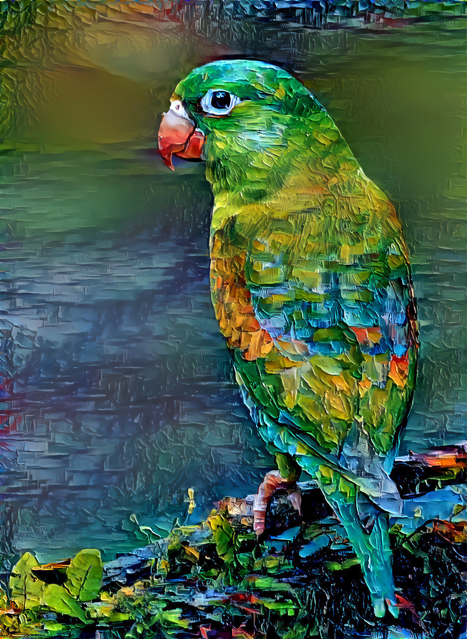 Orange-chinned Parakeet, Costa Rica