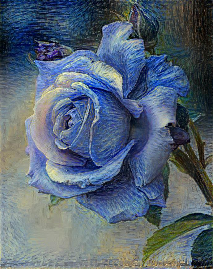  Blue rose 2