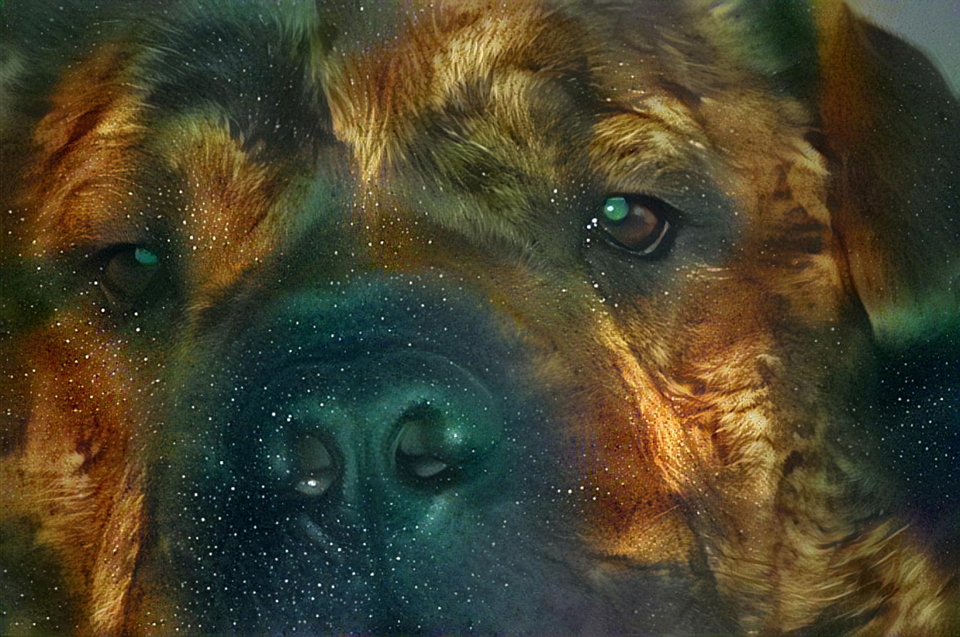 Apollon Star Dog