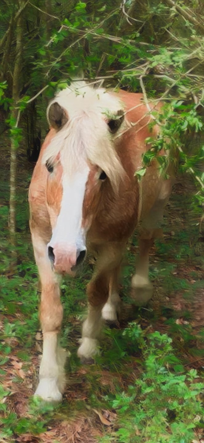 So Bella, my Haflinger mare seems to be missing. After calling for her for several minutes…she finally comes walking out of the woods with an expression that says “What?&quot;.