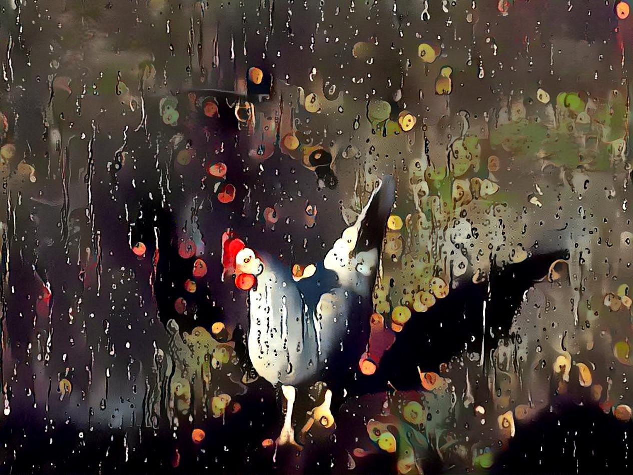 rainy curious chicken