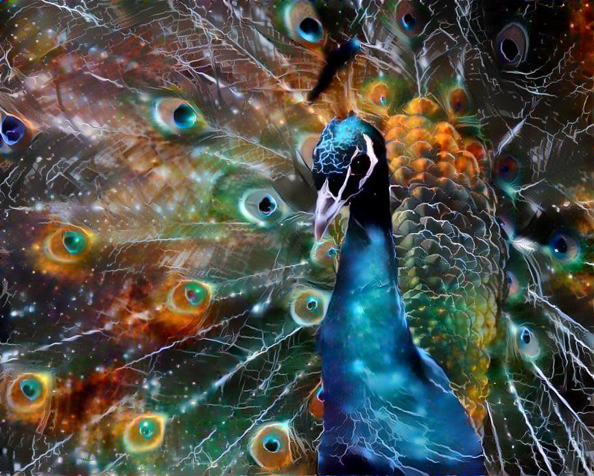 Dressed Peacock