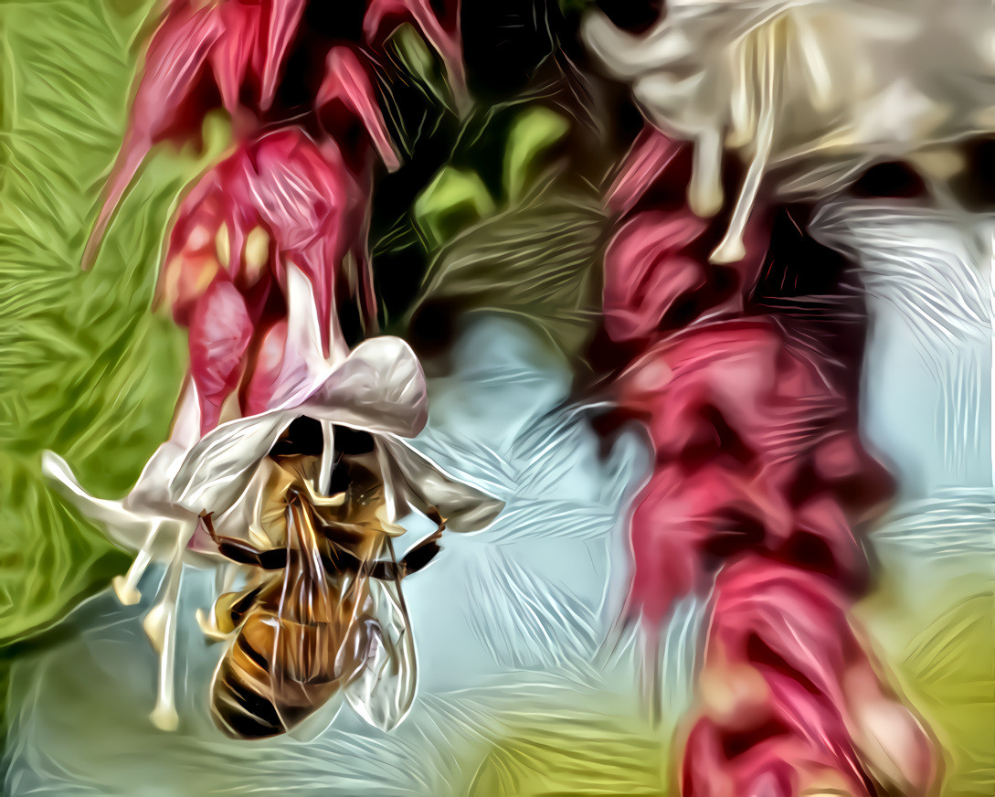 Bee on Himalayan Honeysuckle