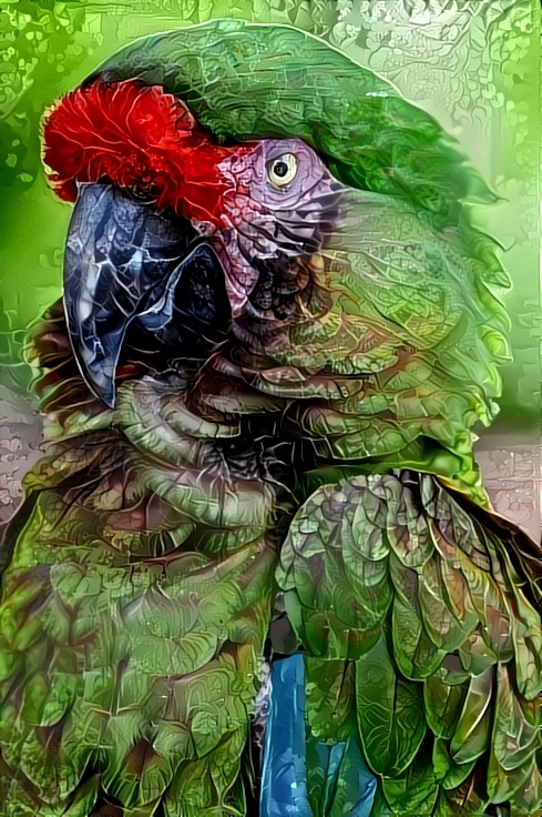 Deep Dream: Macaw Parrot