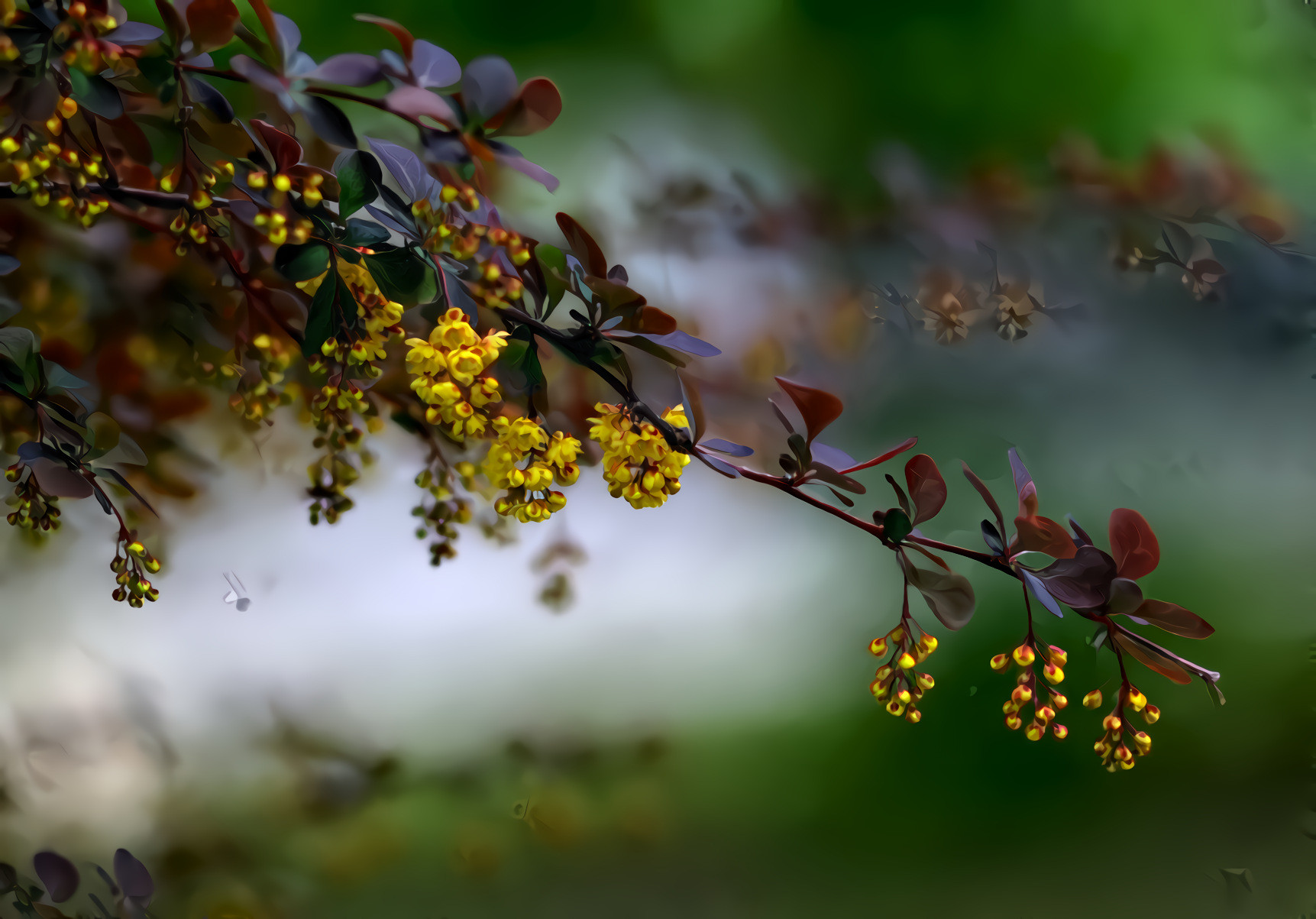 Spring Tree, Yellow Flowers, Red Leaves