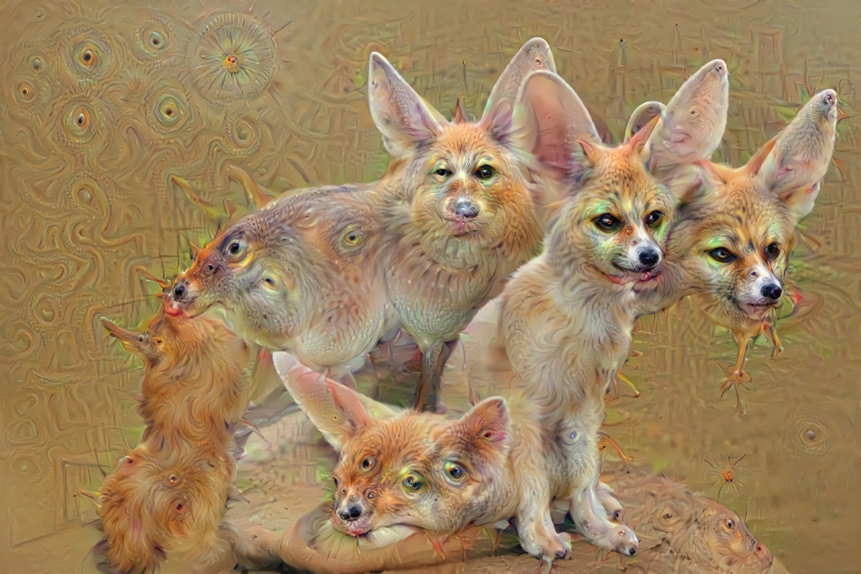 African Fennec Foxes