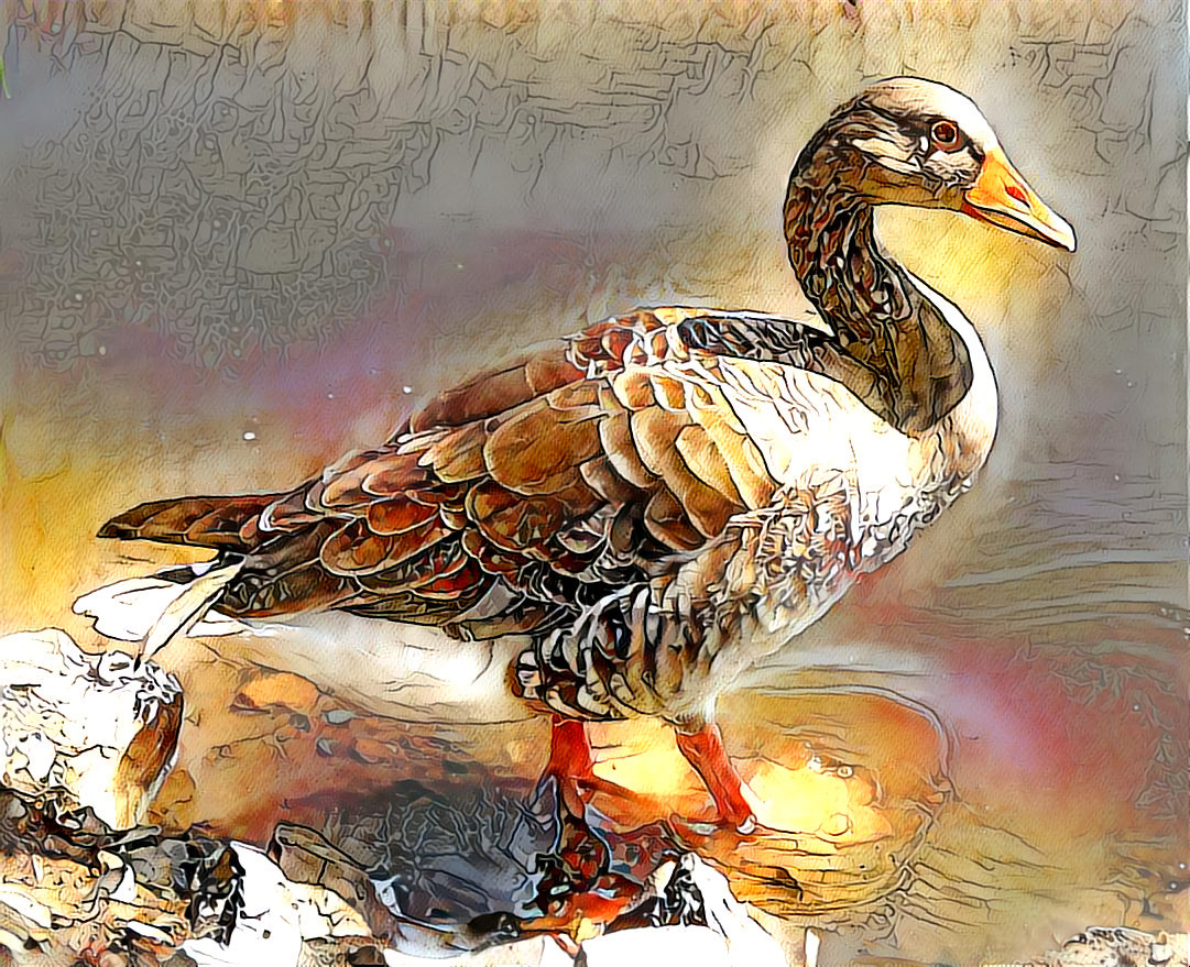 One of my two pics of a Duck