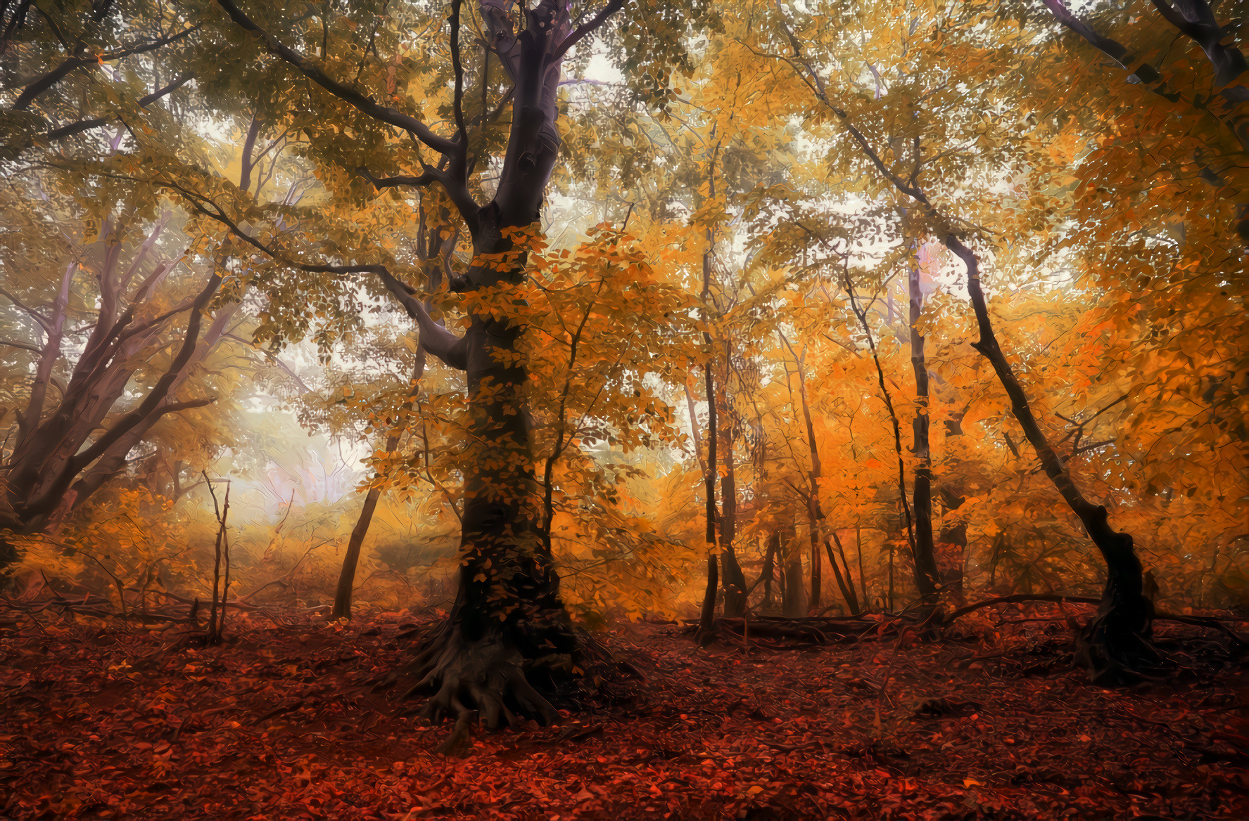 Autumn Forest and Fog