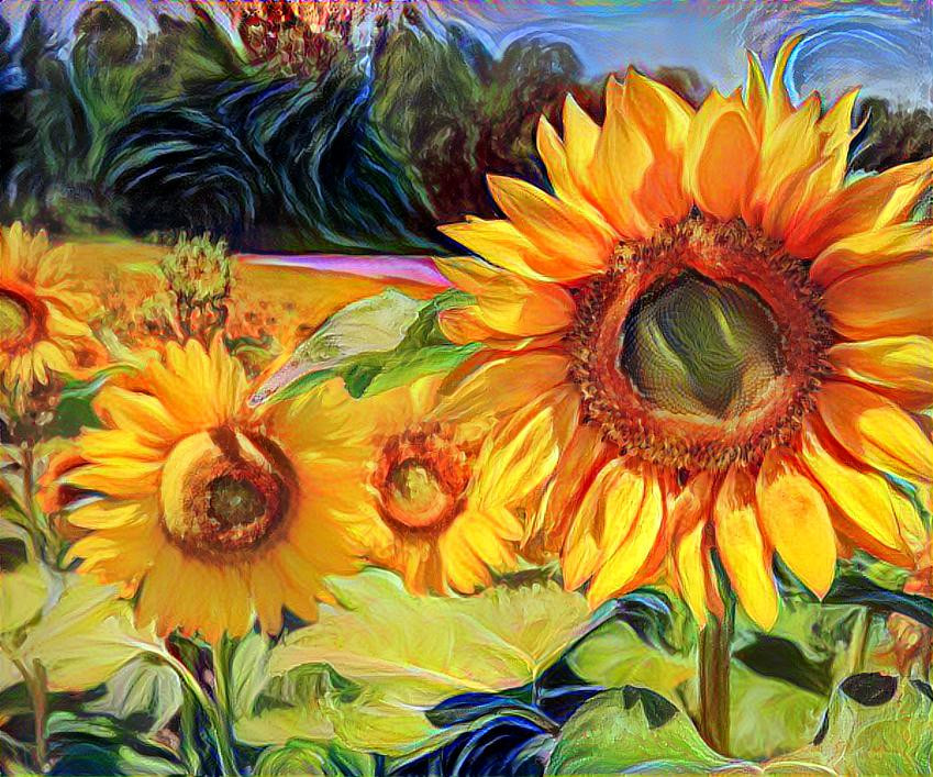 Sunning Sunflowers