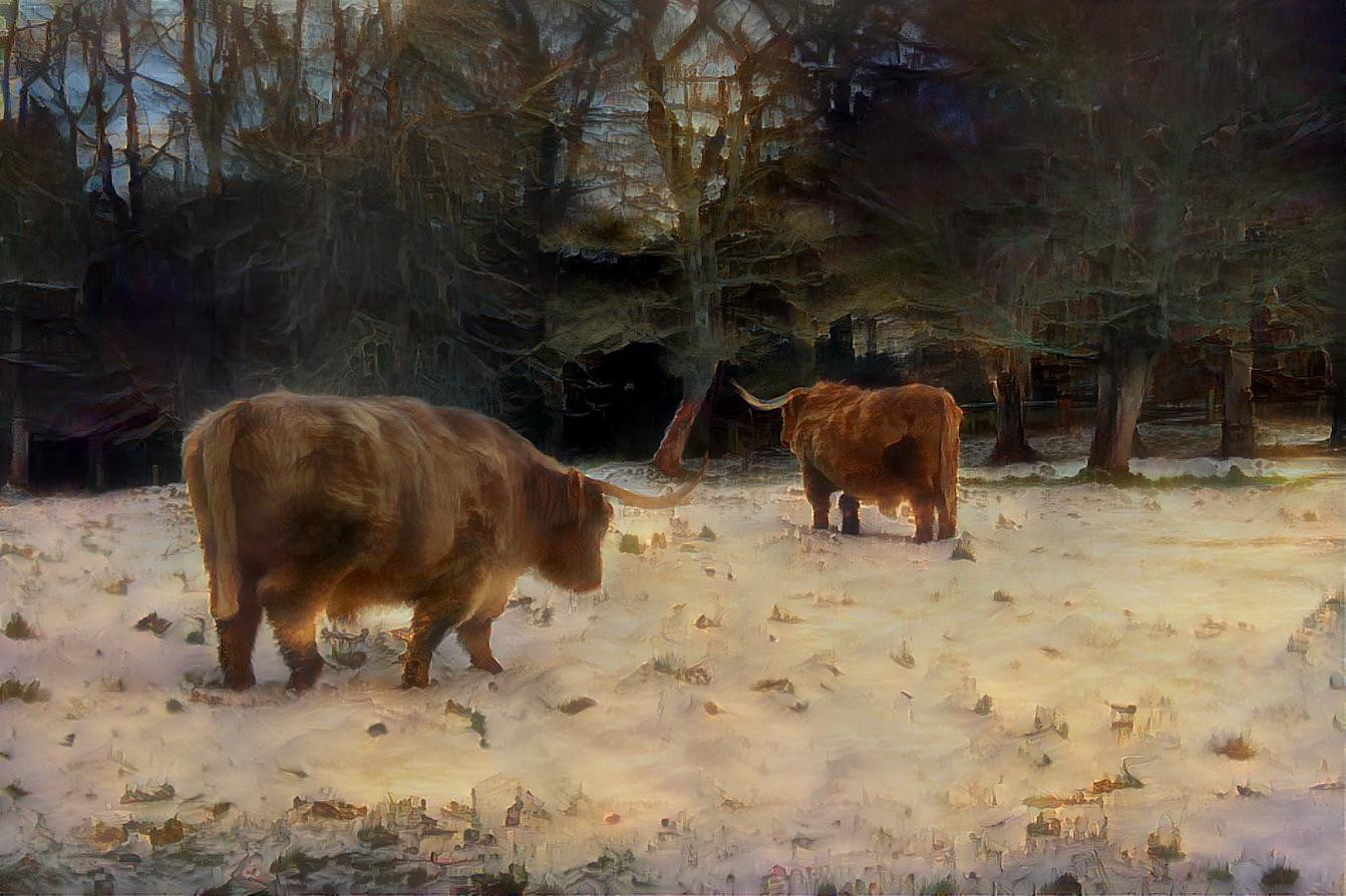 Coos in the snow