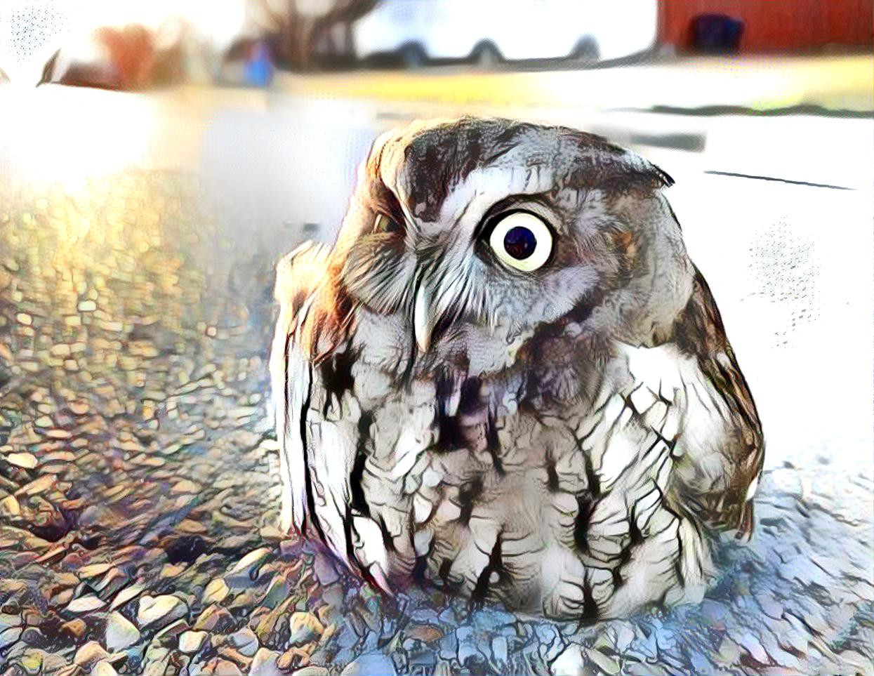 Street Owl