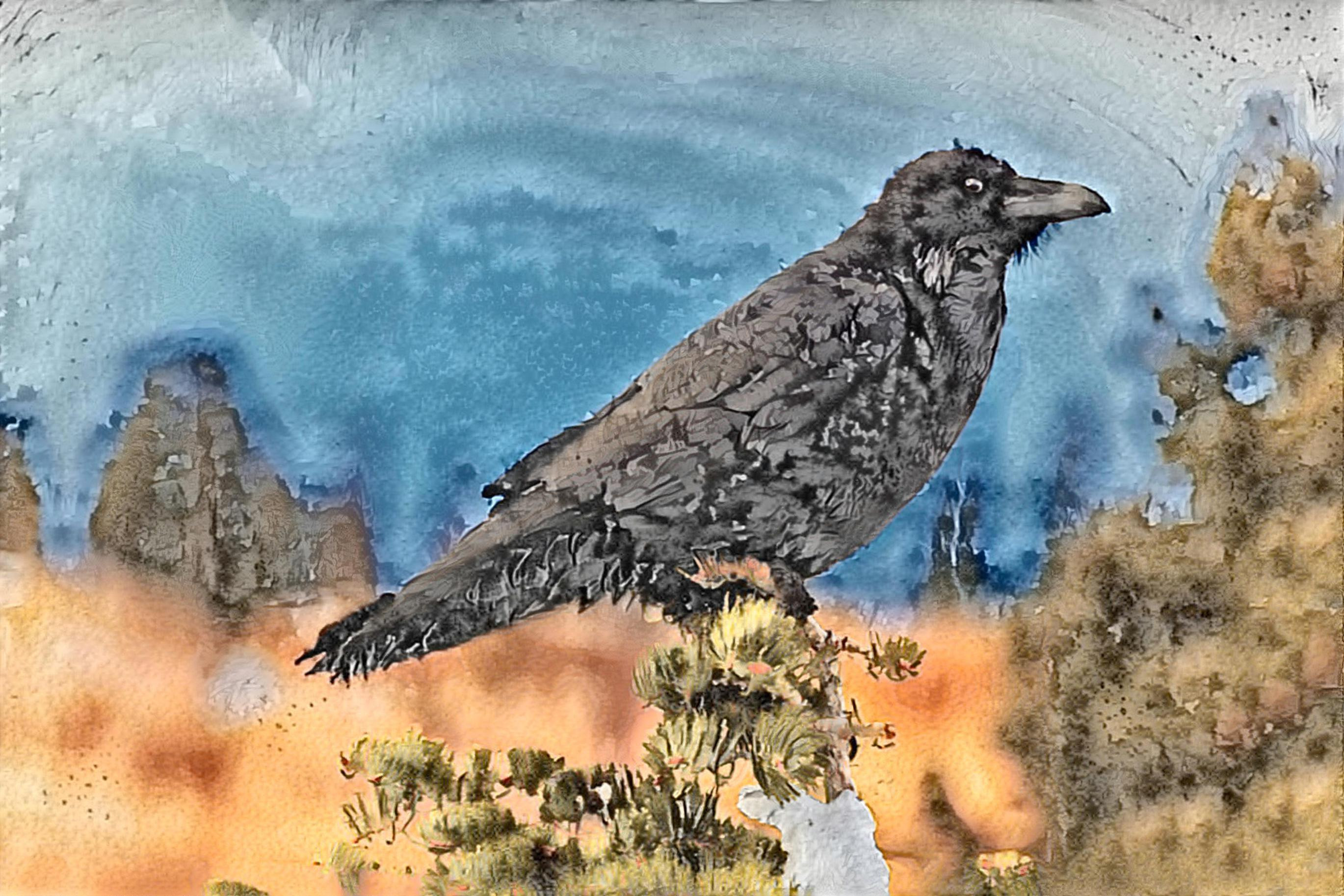 High Country Raven in Winter