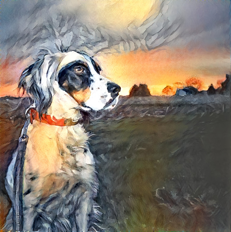 Sweet Remi in the Sunset