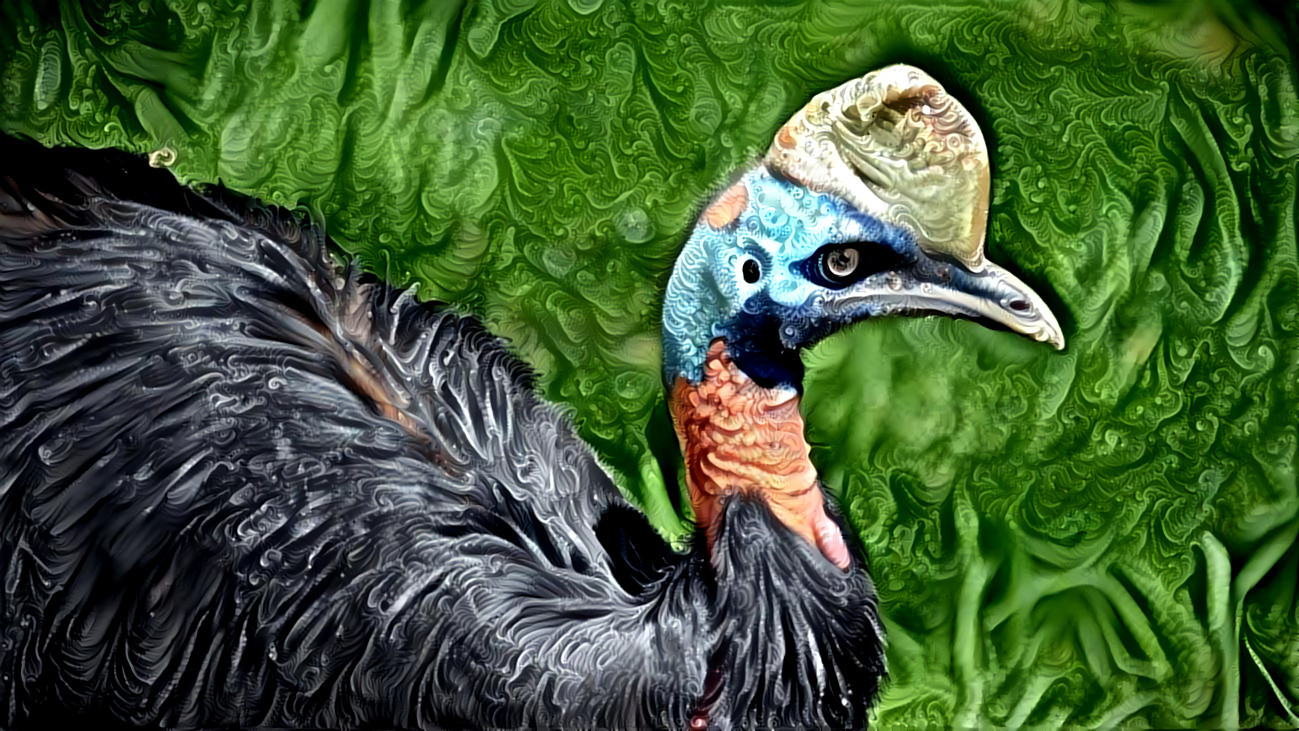 Cassowary, the deadliest bird (raptor?) on earth