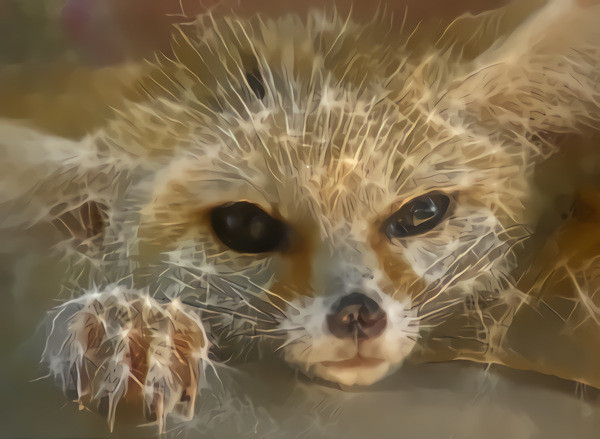 Fennec Fox, Africa desert