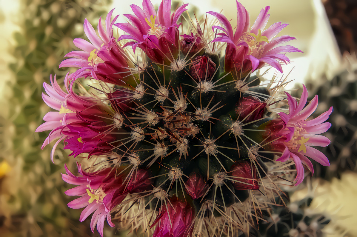 Pink and white cactus flower