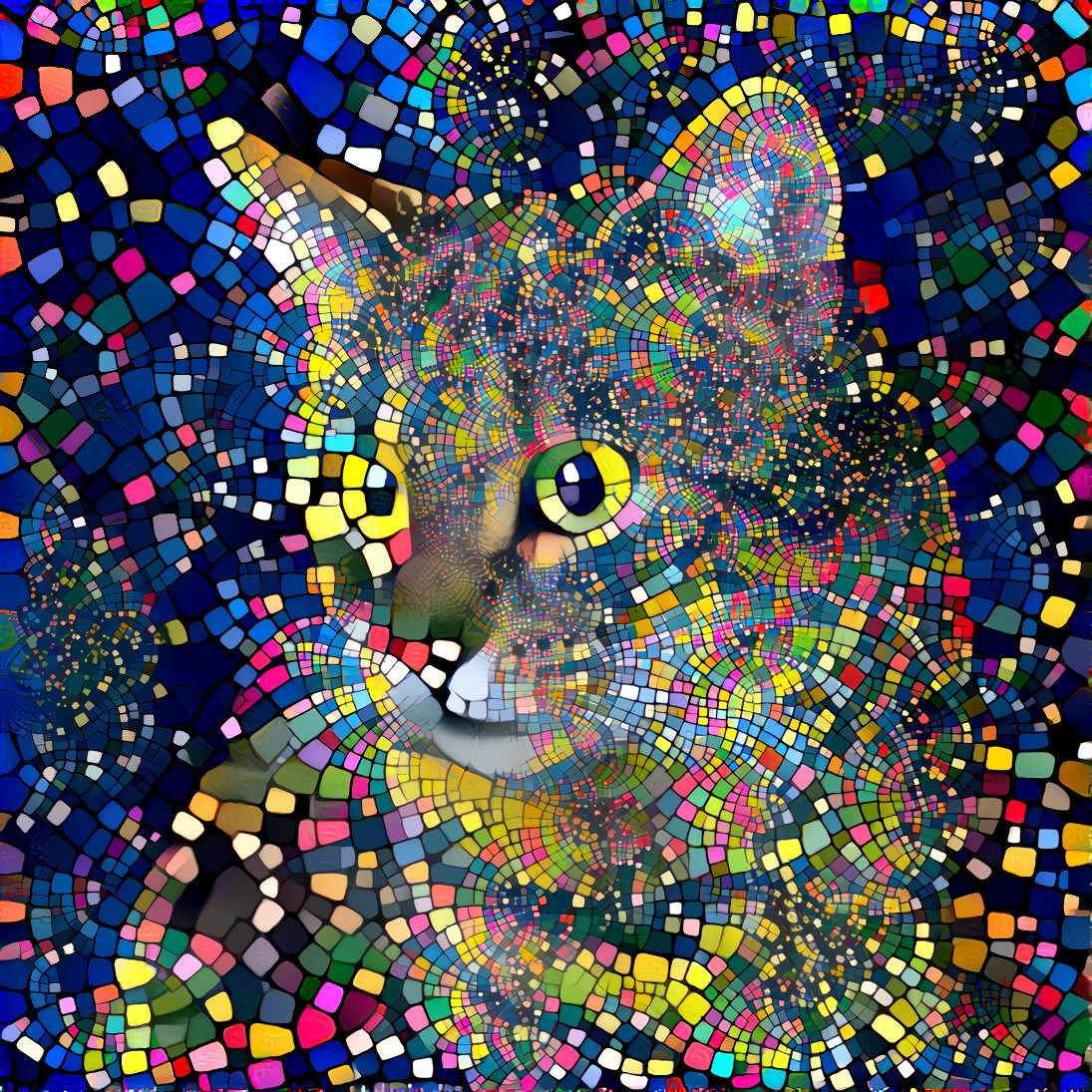 kaleidoscope cat