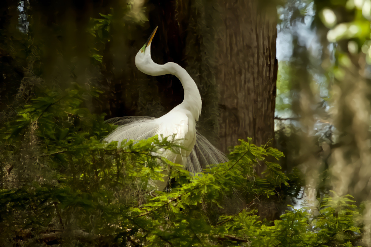 Great White Egret, Winter Park, Florida. Original photo is by Ryk Naves On Unsplash.