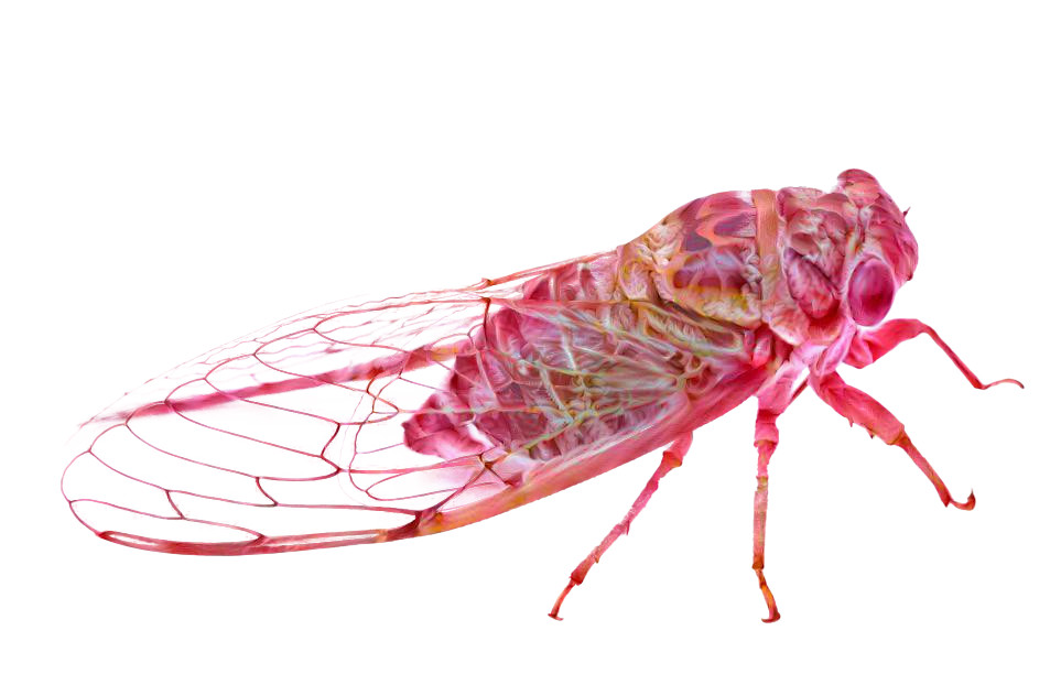 Pink Cicada Full body