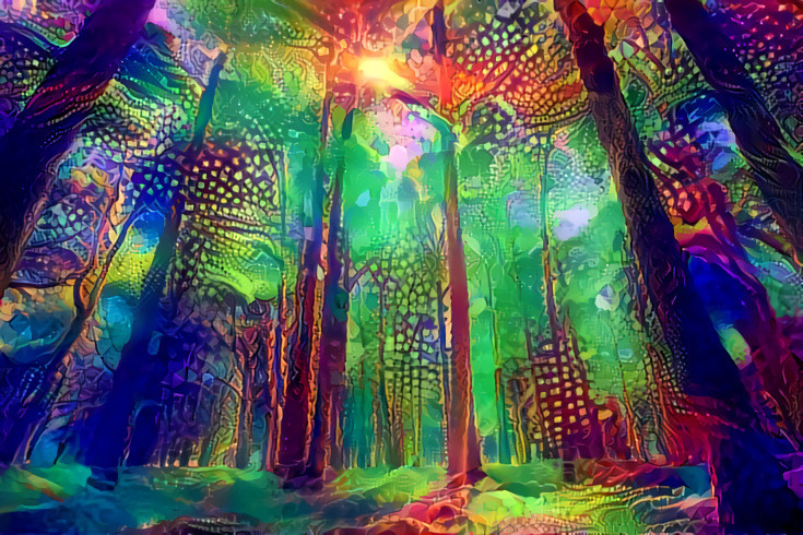 A Bright Forest