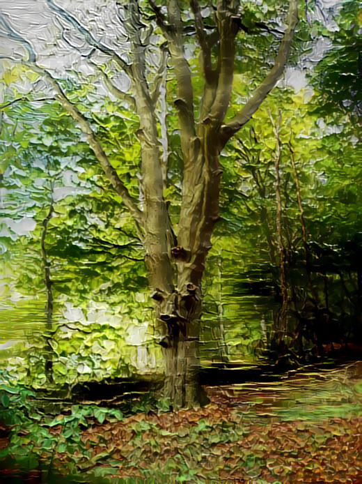 Beech in the forest