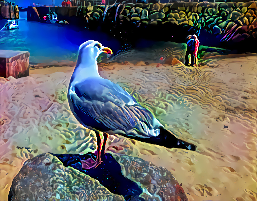 Seagull at Mousehole, May 2019