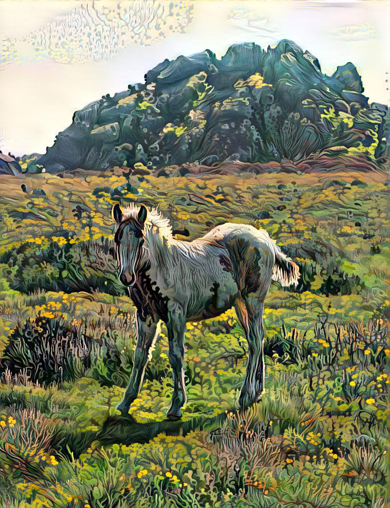 Foal at Carn Enoch