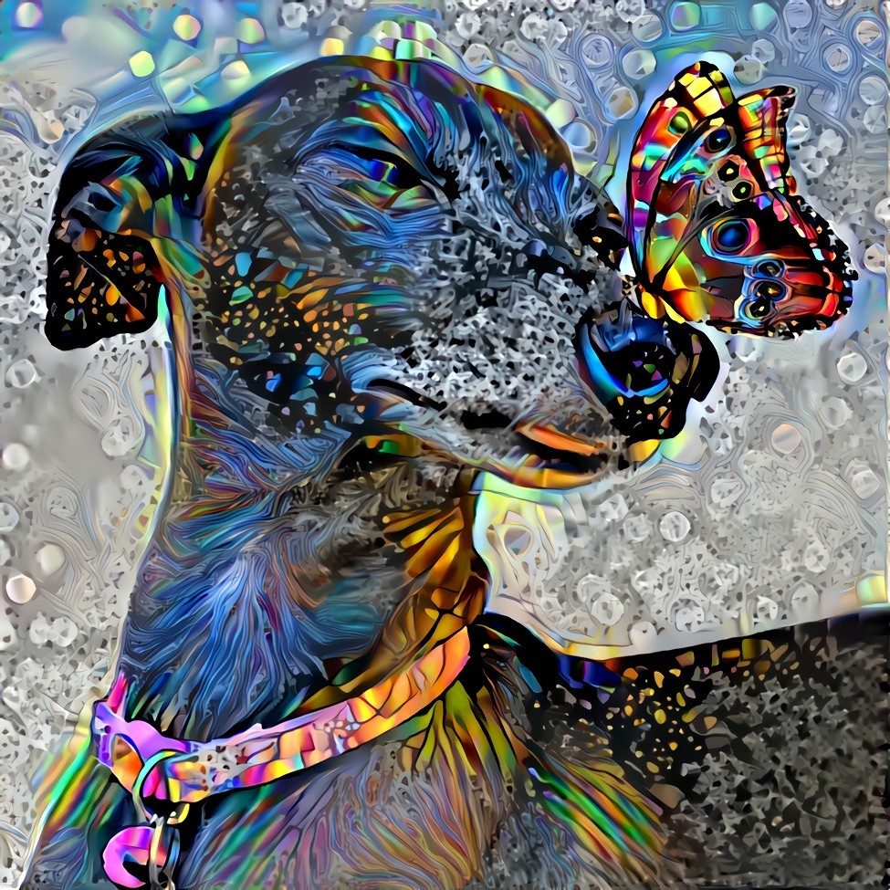 This is my Italian Greyhound, Gemma, sporting a sweet heckin’ mlem and a beautiful butterfly. Style image created especially for the Deep Dreamers group on Facebook. Come join the fun!