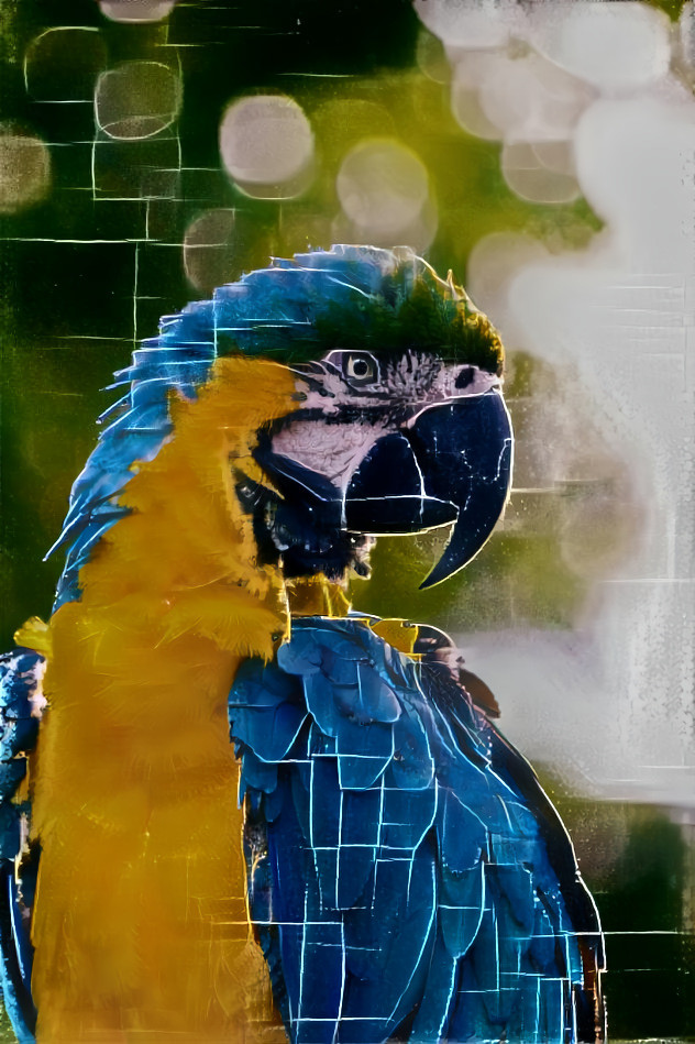 Parrot in the pattern