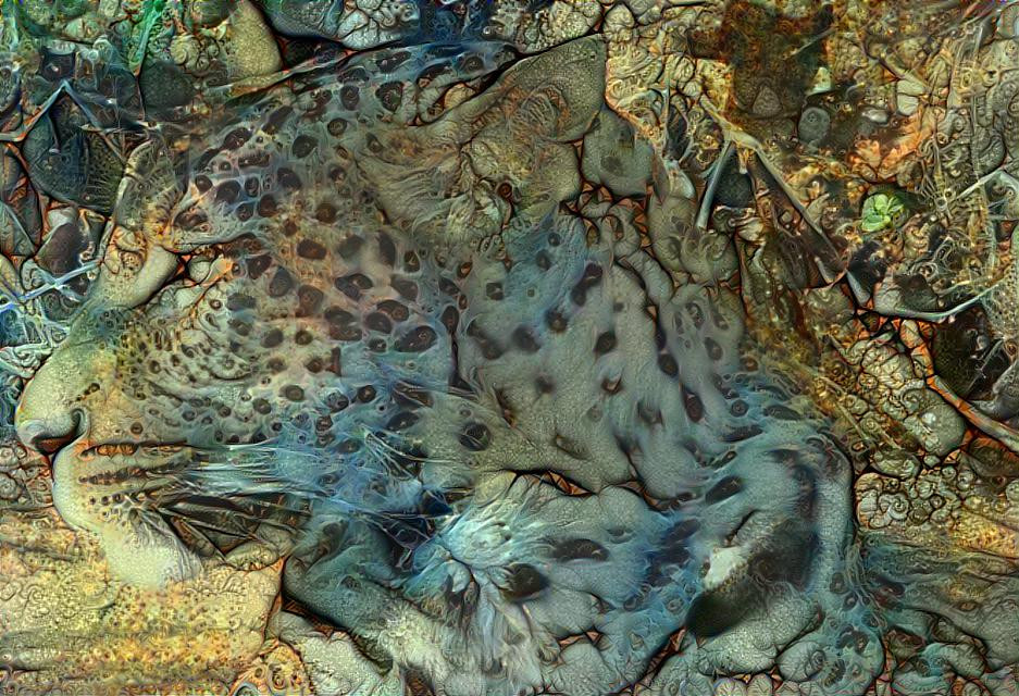 African Leopard Male Cub
