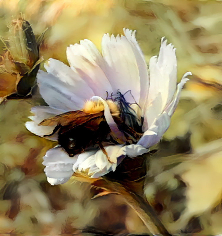 Chicory w Bee | MRes 80%